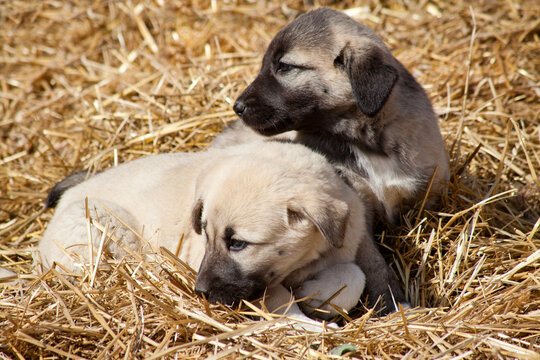 samanların üzerinde yatan iki yavru kangal köpeği