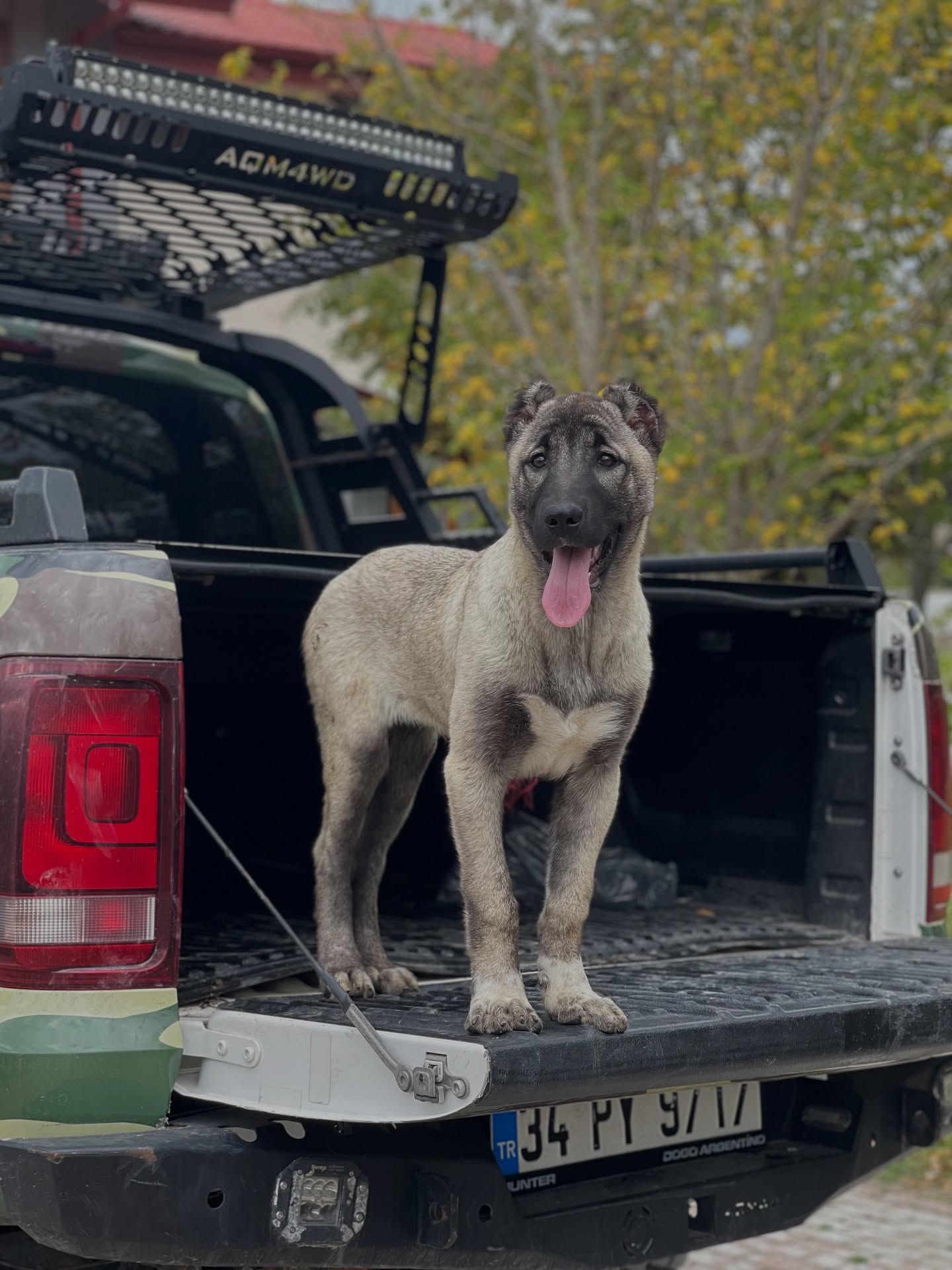 Anadolu Kangal çiftliğindeki ava çıkmış kangal köpeği