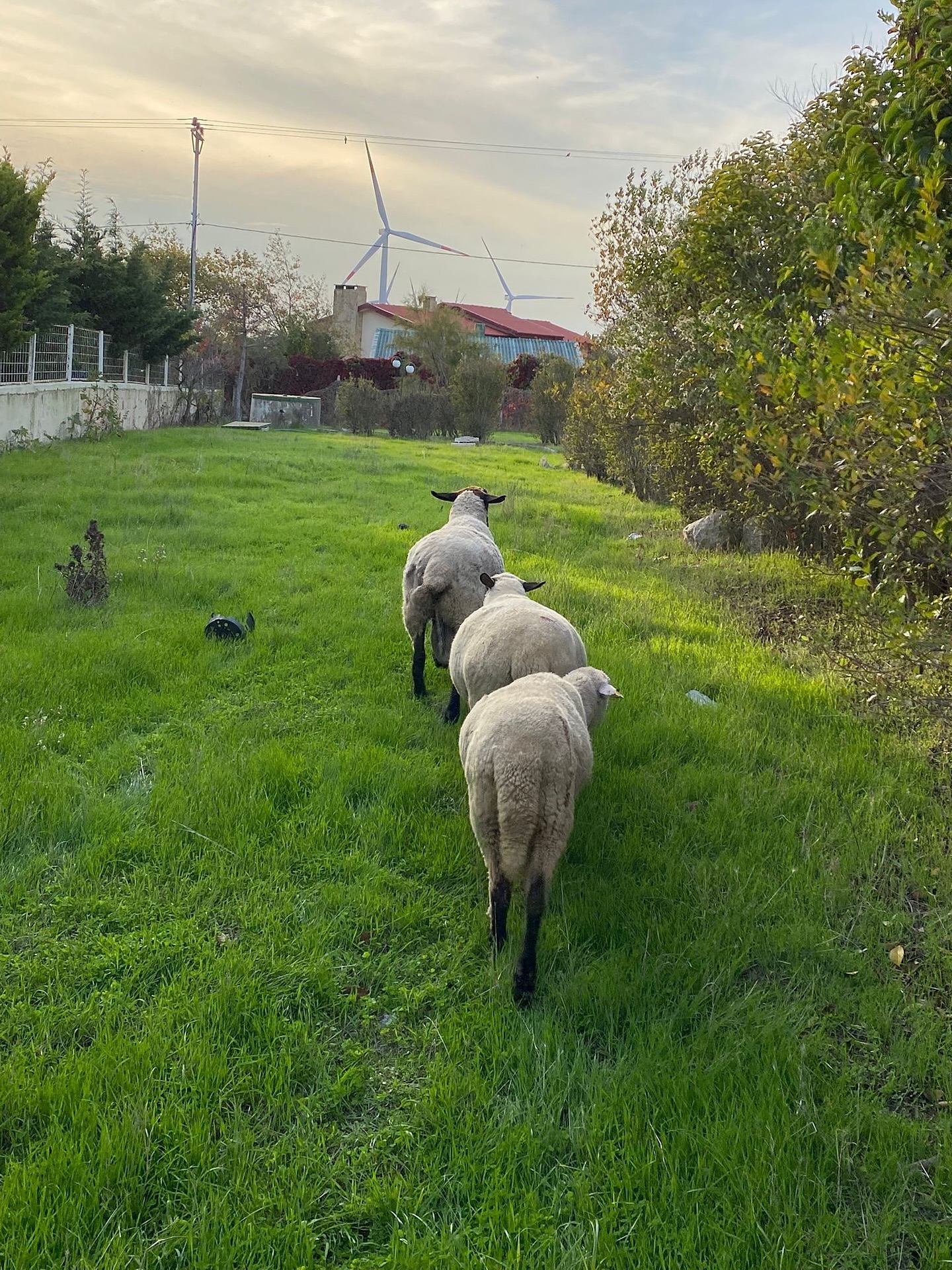 Anadolu Kangal çiftliğindeki sürüyü koruyan kangal köpeği