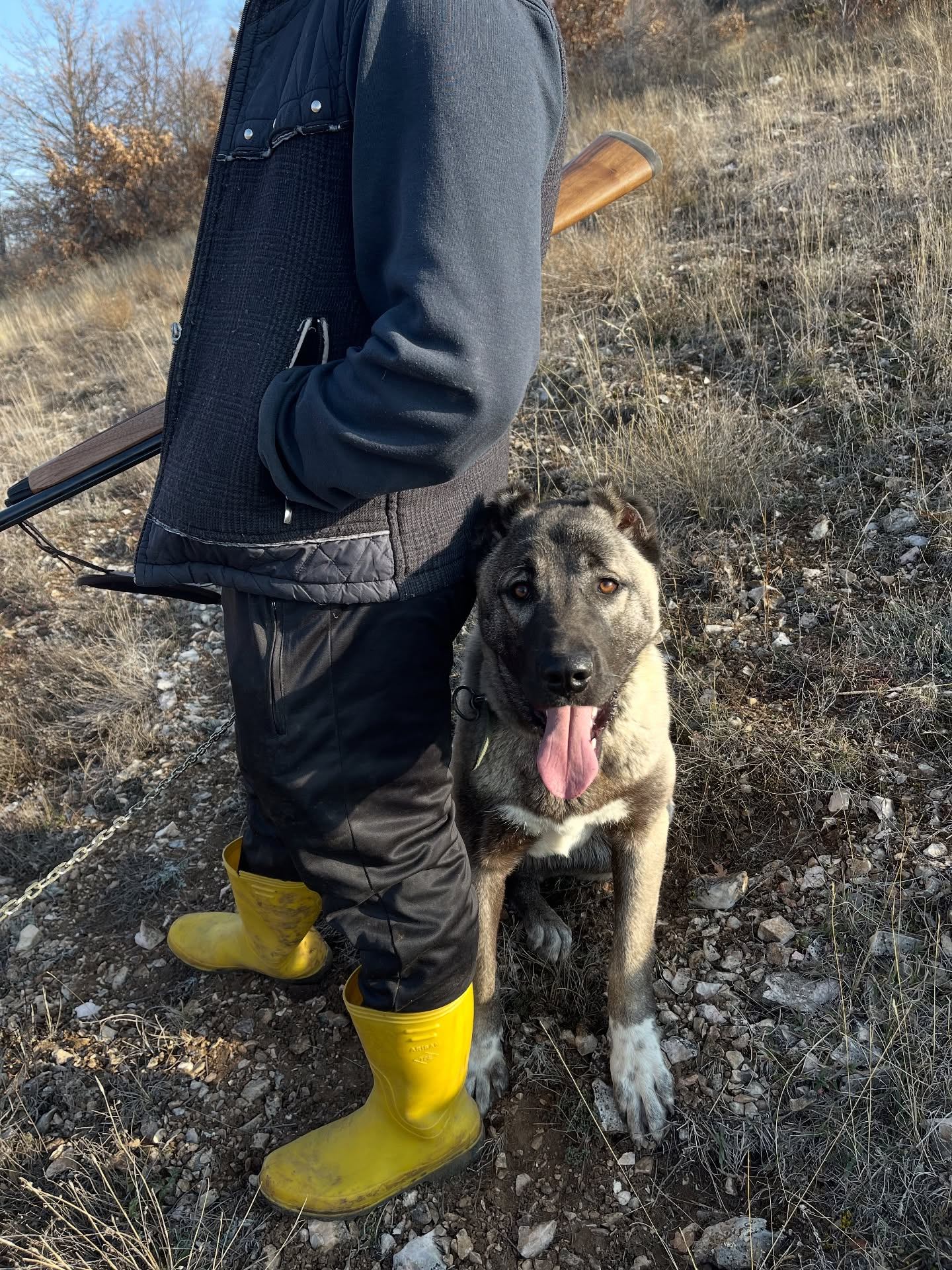 Anadolu Kangal çiftliğindeki ava çıkmış kangal köpeği