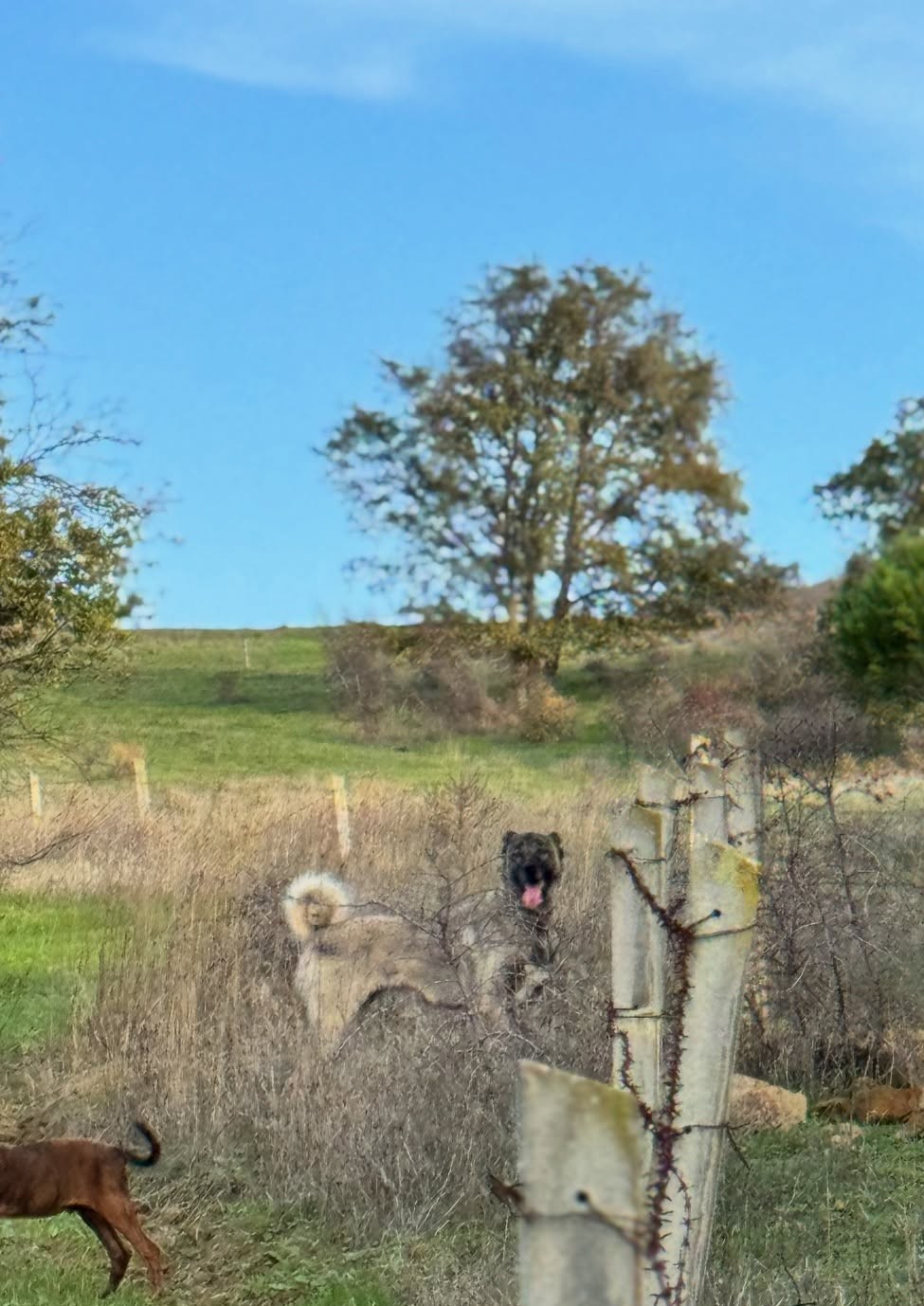 Anadolu Kangal çiftliğindeki ava çıkmış kangal köpeği