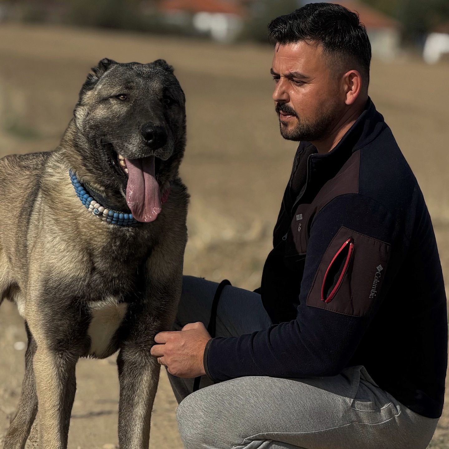 Anadolu kangal çiftliğinin kangal köpeği