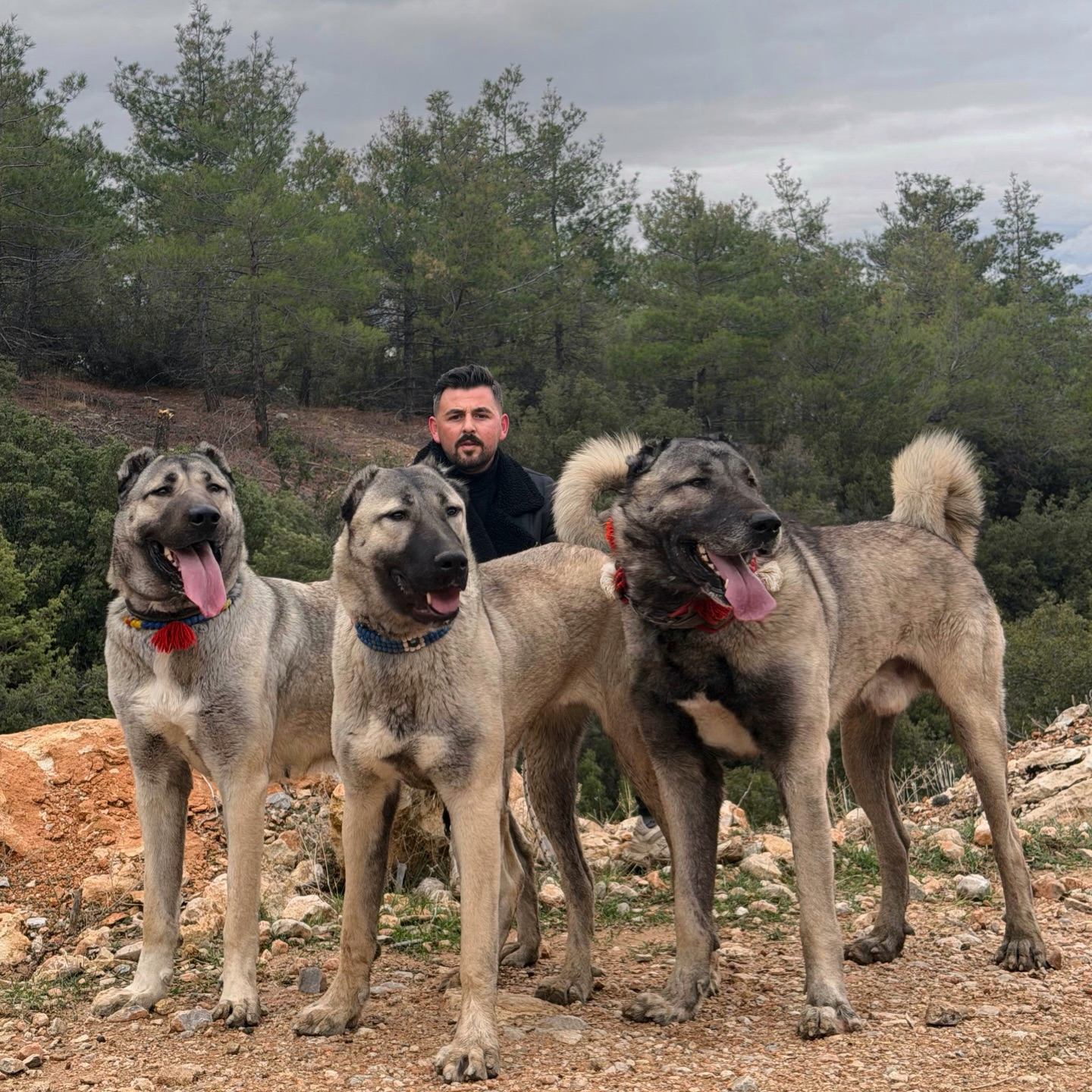 Anadolu kangal çiftliğinin kangal köpekleri