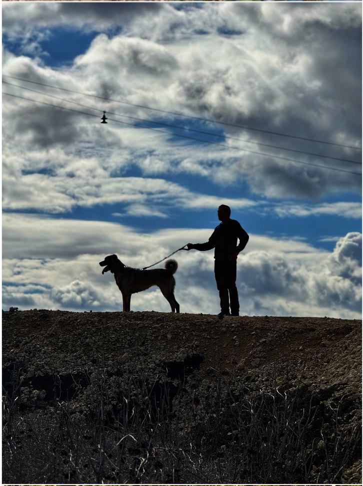 Anadolu kangal köpeklerii ile dağda gezinti