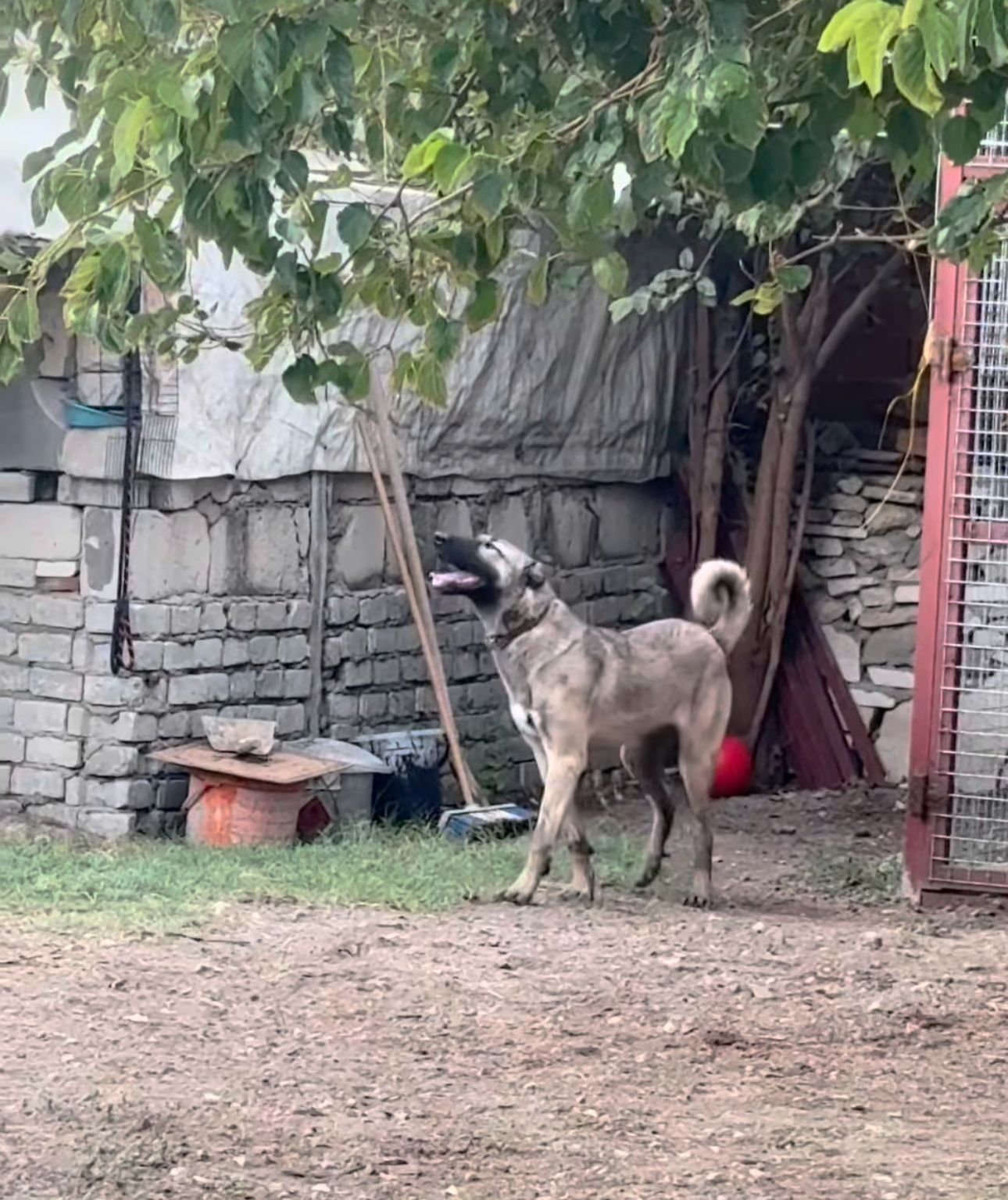 hanlı gölge kangal köpek
