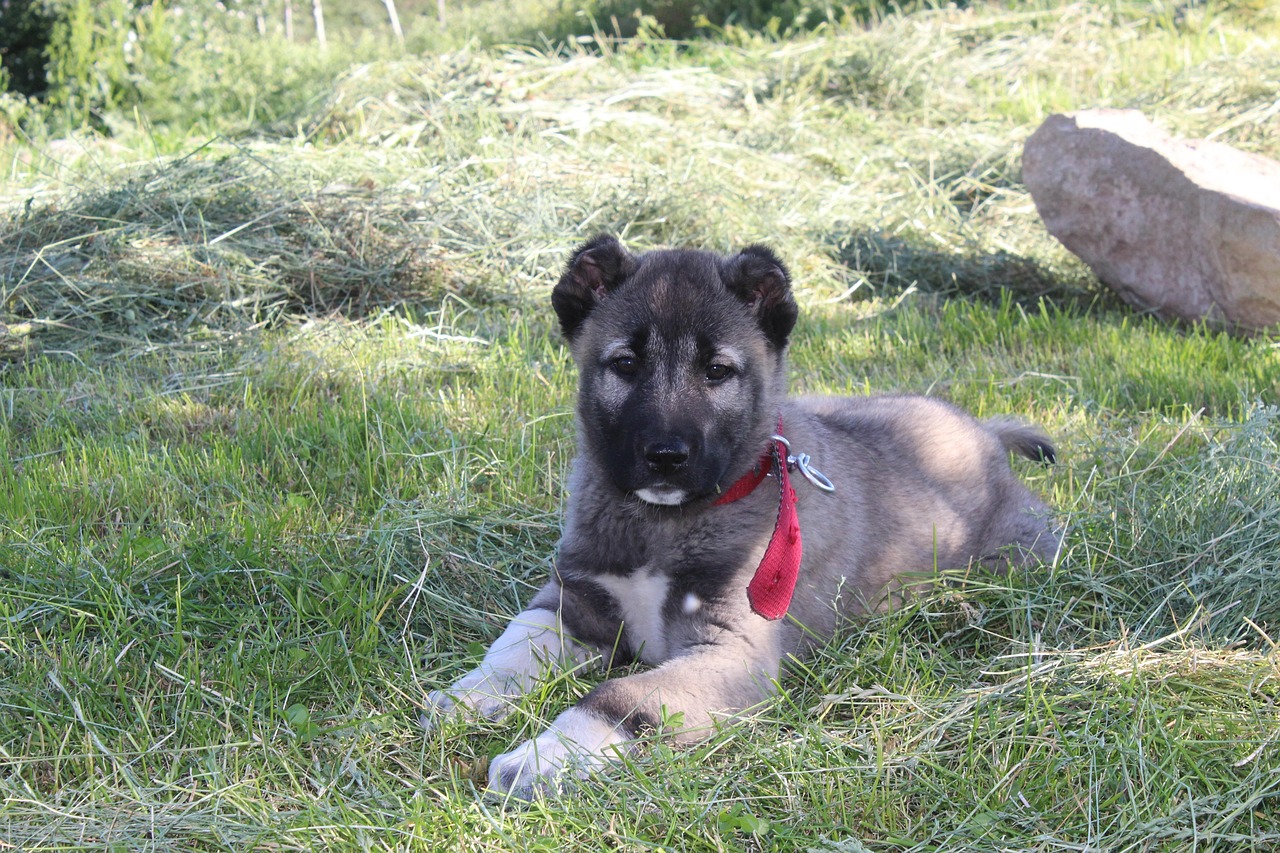 yerde yatan kırmızı tasmalı yavru kangal köpeği
