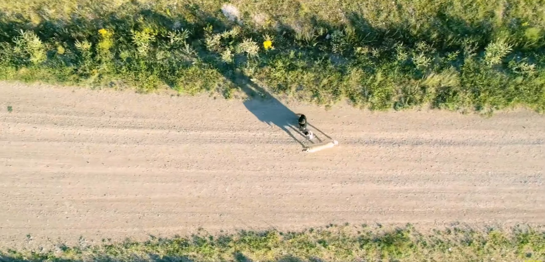 Kangal köpeği fotoğrafları