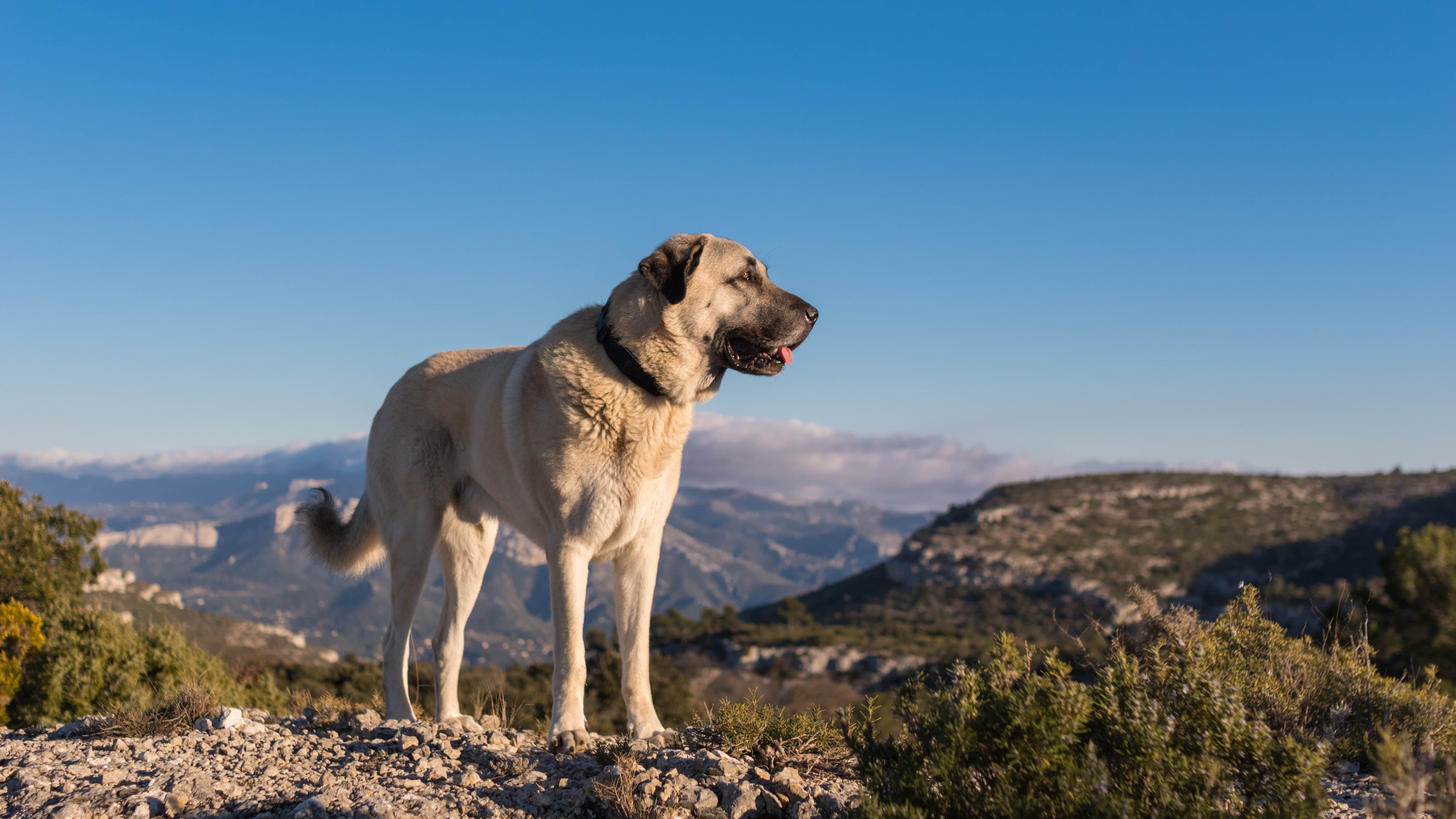 dağda manzara izleyen kangal köpeği