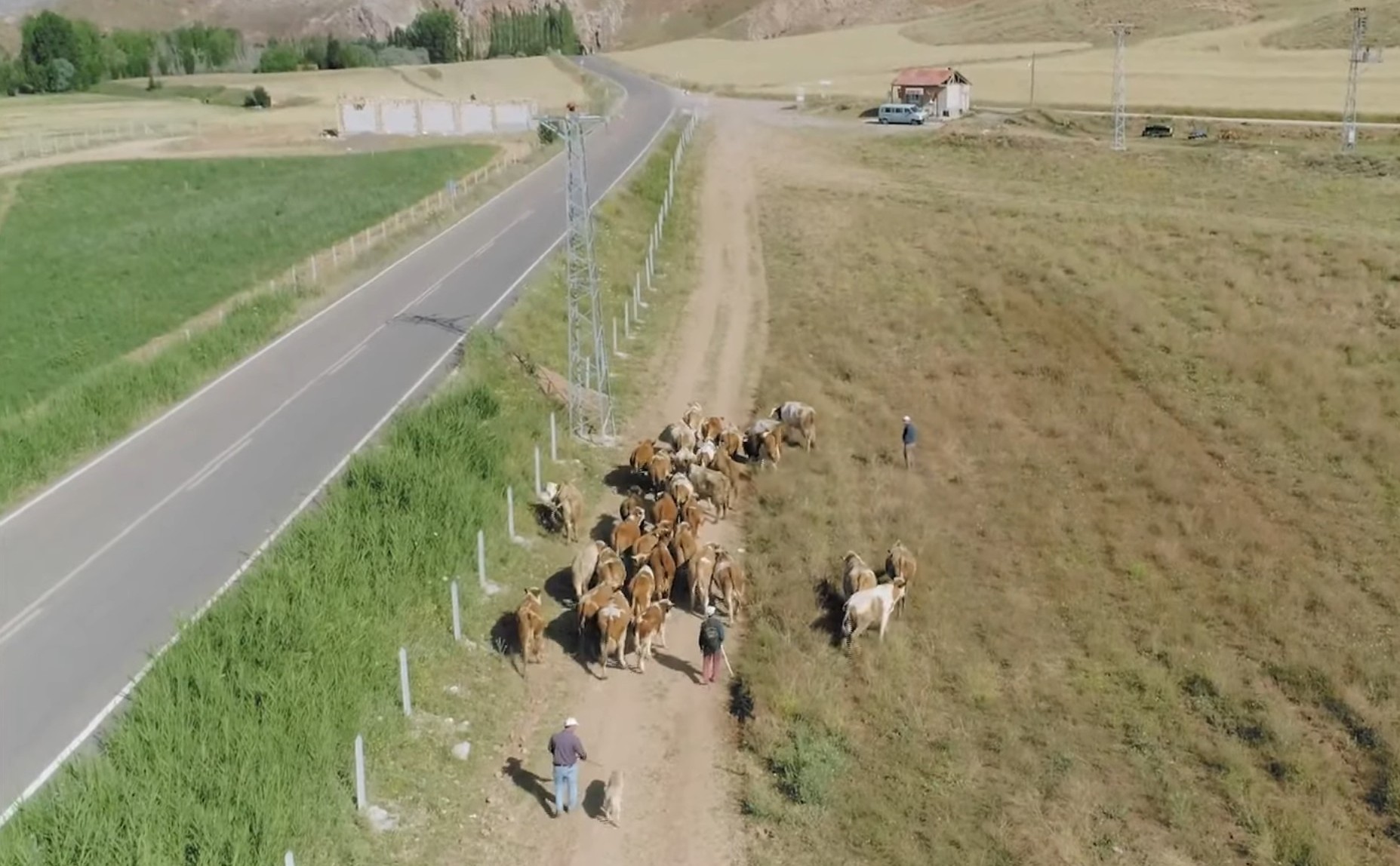 Kangal köpeği fotoğrafları