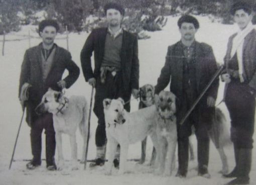 Kangal köpeği fotoğrafları