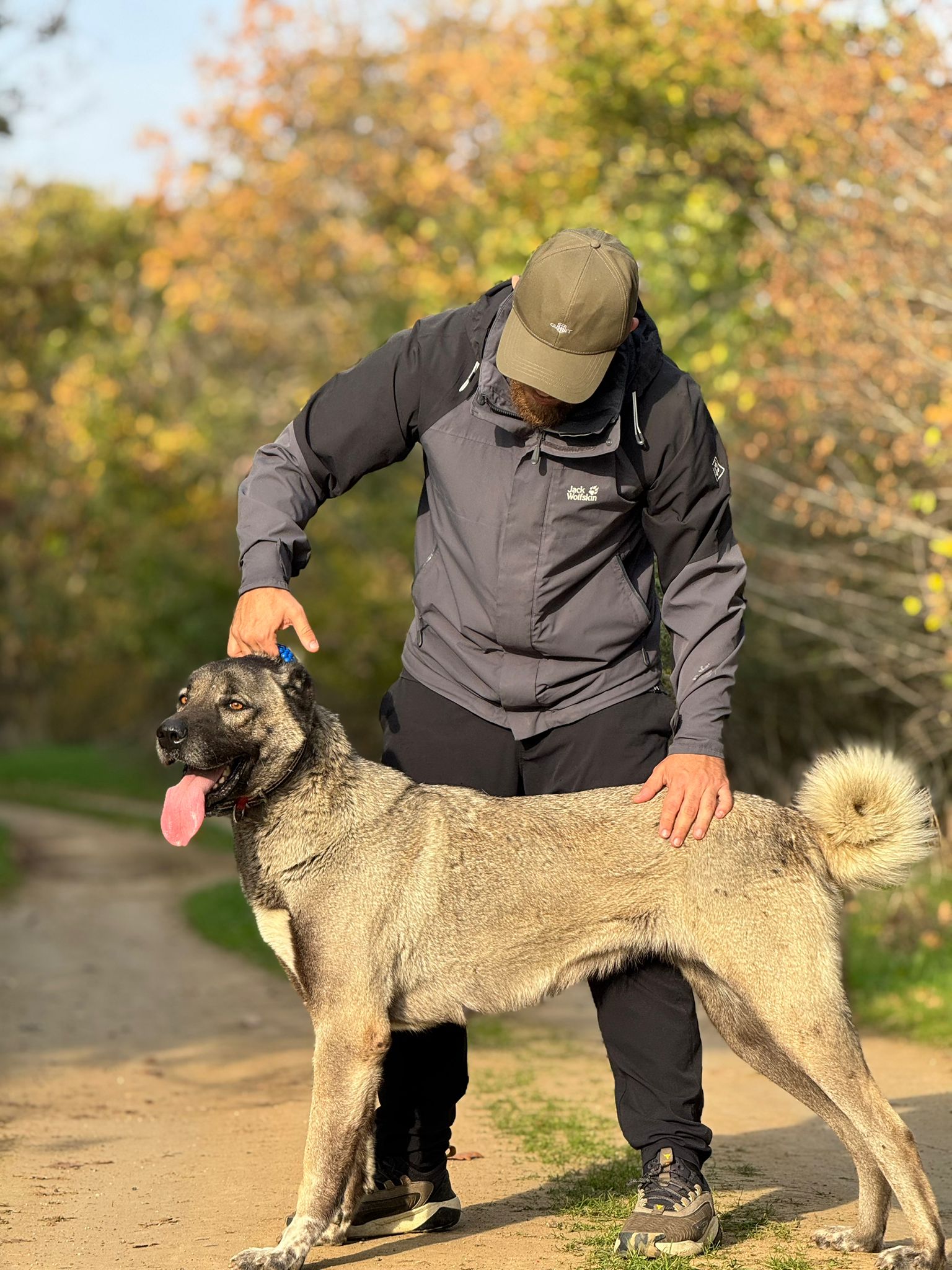 panter boran  kangal köpek